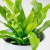birds nest fern