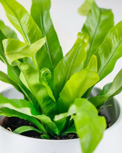 birds nest fern
