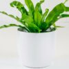 birds nest fern