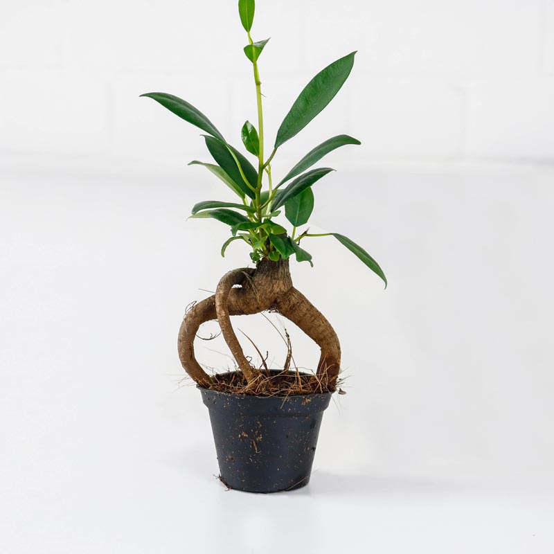 bonsai ficus ginseng