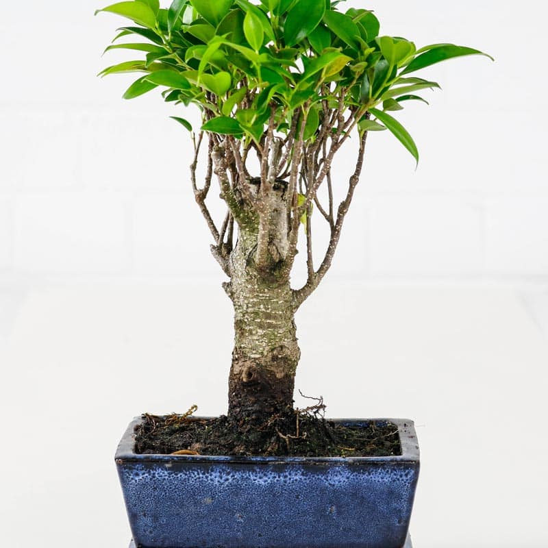 bonsai fig tree