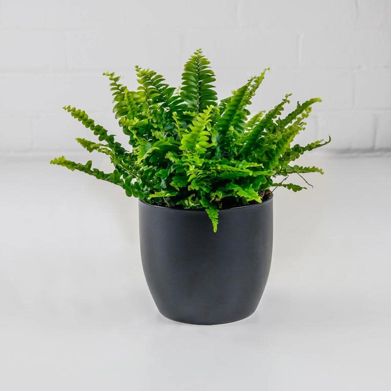 Boston Fern