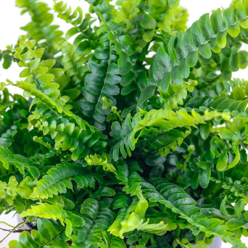 boston fern