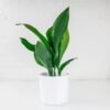 cast iron plant aspidistra