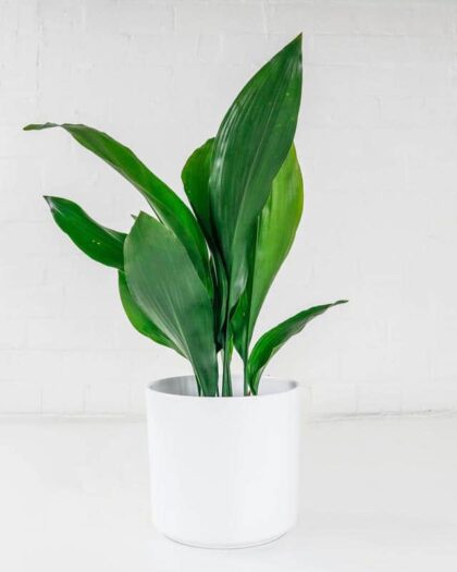 cast iron plant aspidistra