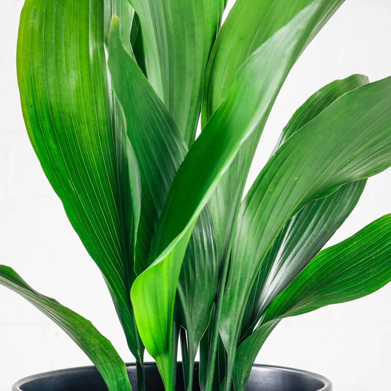 cast iron plant aspidistra elatior