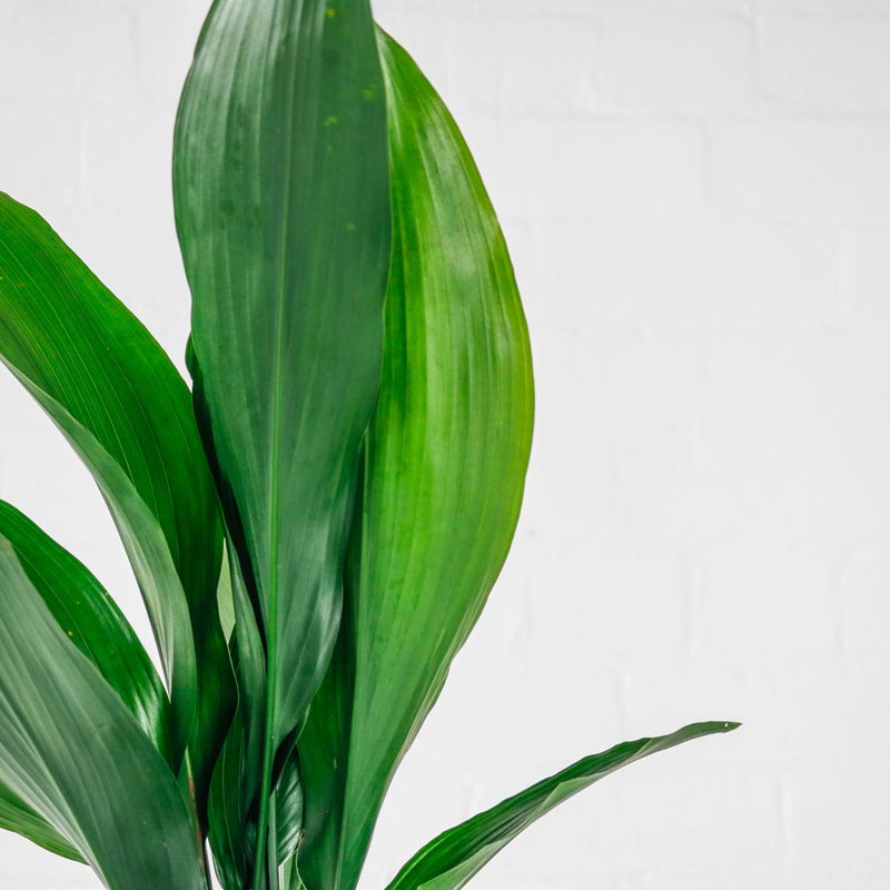 cast iron aspidistra