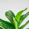chinese evergreen