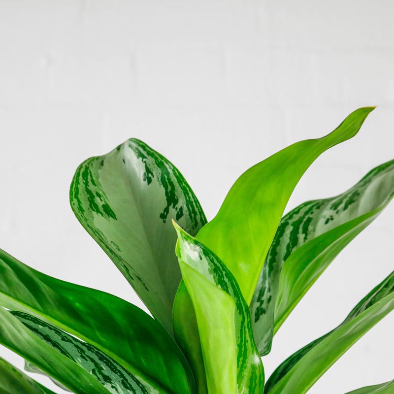 chinese evergreen