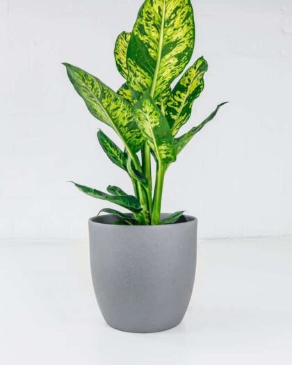 dumb cane