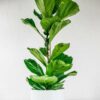 fiddle leaf fig ficus lyrata