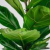 fiddle leaf fig big leaf plant