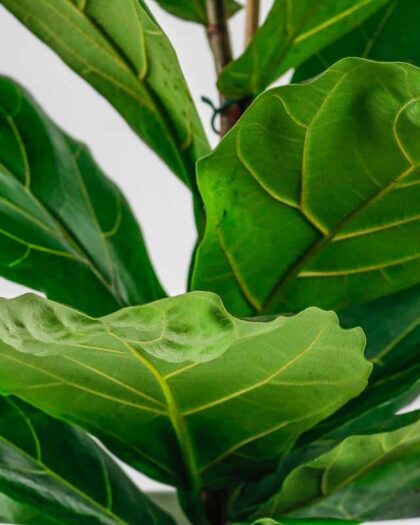 fiddle leaf fig big leaf plant