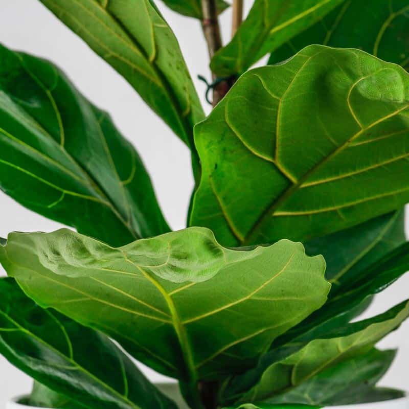 fiddle leaf fig big leaf plant