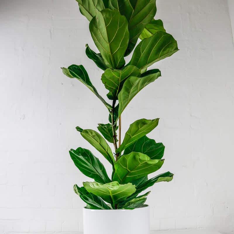 Fiddle Leaf Fig