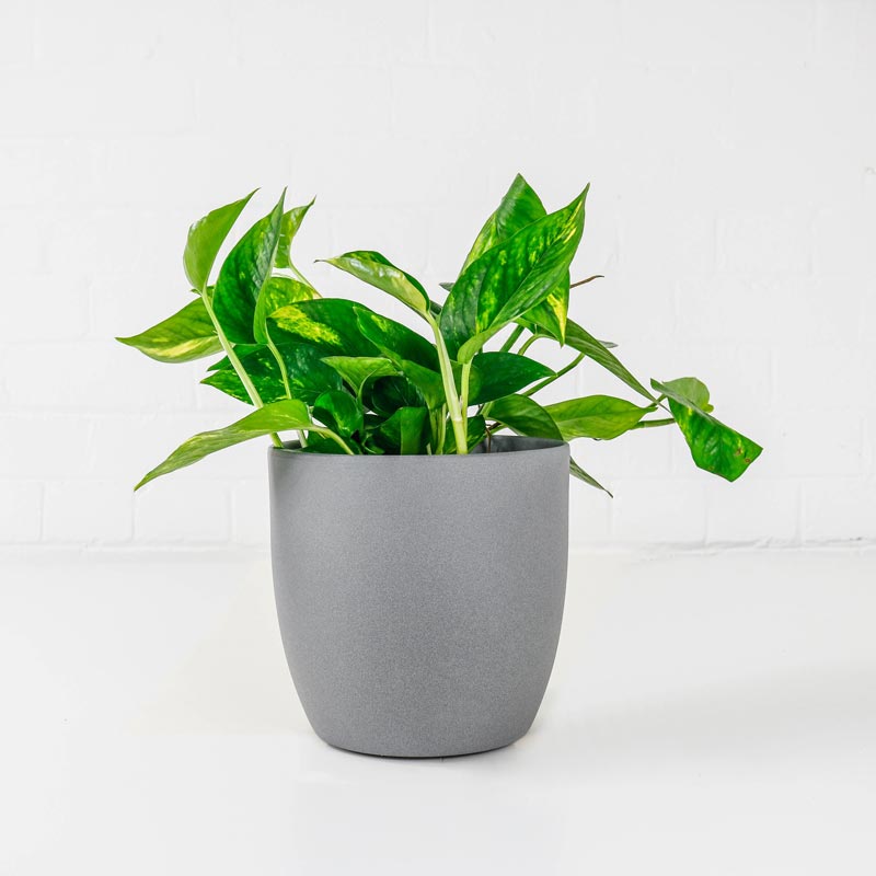 Golden Pothos