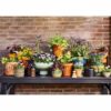 garden care