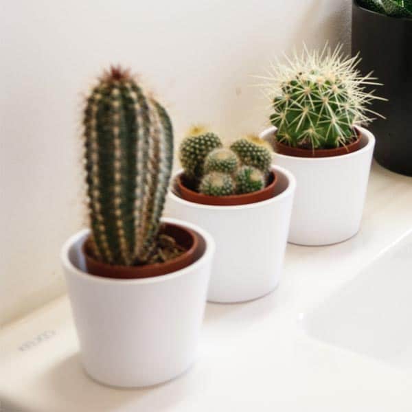 cacti