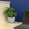 Untitled design-35 monky mask plant