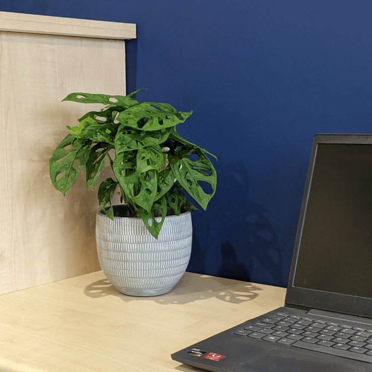 Untitled design-35 monky mask plant