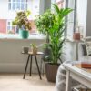 kentia palm real indoor plants uk online kentia palm real indoor plants