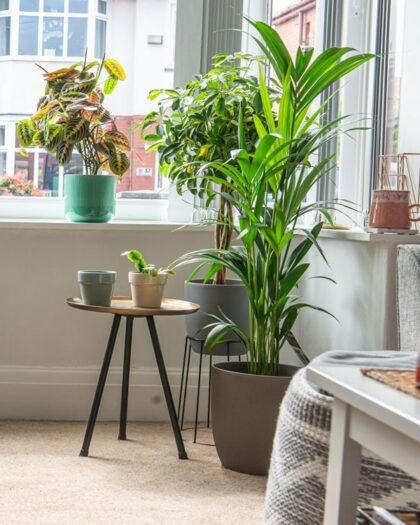 kentia palm real indoor plants