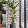 kentia palm howea forsteriana buy online kentia palm howea forsteriana