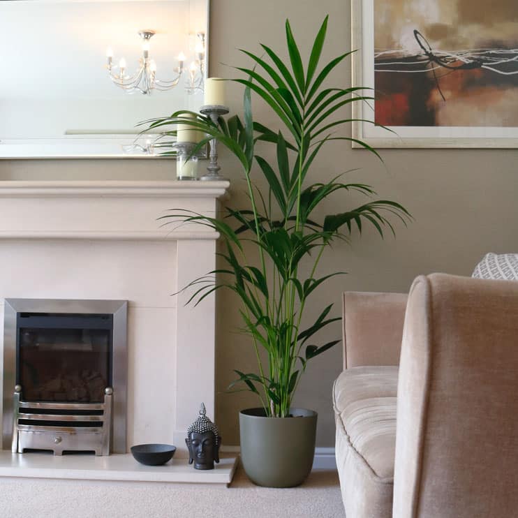 kentia palm howea forsteriana 1 kentia palm howea forsteriana large indoor houseplant