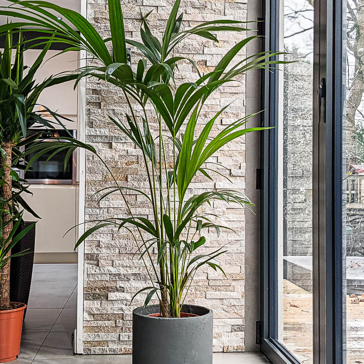 kentia palm howea forsteriana buy online kentia palm howea forsteriana