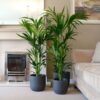 kentia palm howea forsteriana large indoor houseplant uk buy online kentia palm howea forsteriana large indoor houseplant