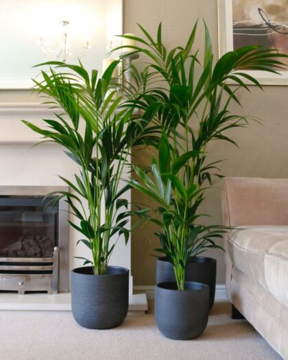 kentia palm howea forsteriana large indoor houseplant