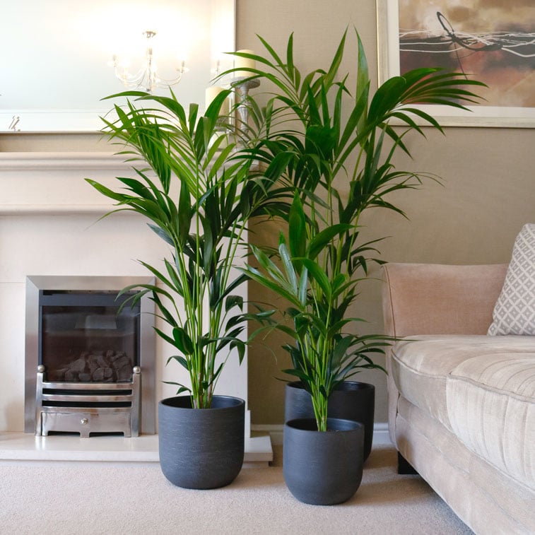 kentia palm howea forsteriana large indoor houseplant uk buy online kentia palm howea forsteriana large indoor houseplant