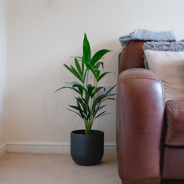 kentia palm howea forsteriana small indoor houseplant
