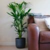 kentia palm howea forsteriana 5 kentia palm howea forsteriana large indoor houseplant