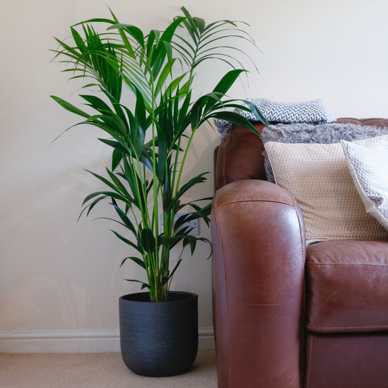 kentia palm howea forsteriana large indoor houseplant