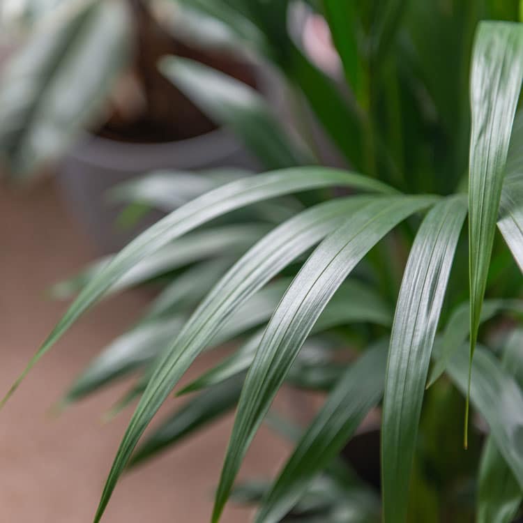 kentia palm howea forsteriana kentia palm howea forsteriana