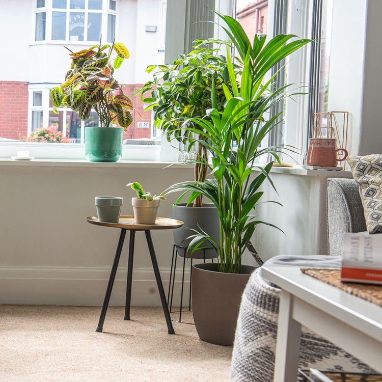 kentia palm real indoor plants uk online kentia palm real indoor plants