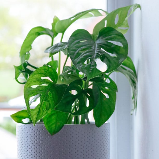 monkey mask plant monstera obliqua 2 monkey mask plant monstera obliqua