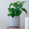 monkey mask plant monstera obliqua 3 monkey mask plant monstera obliqua