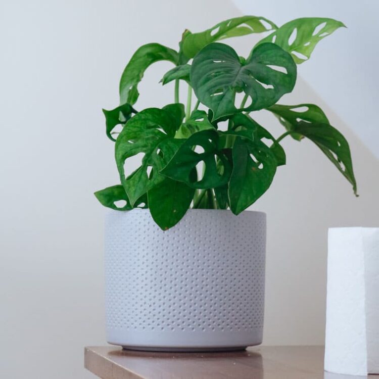 monkey mask plant monstera obliqua