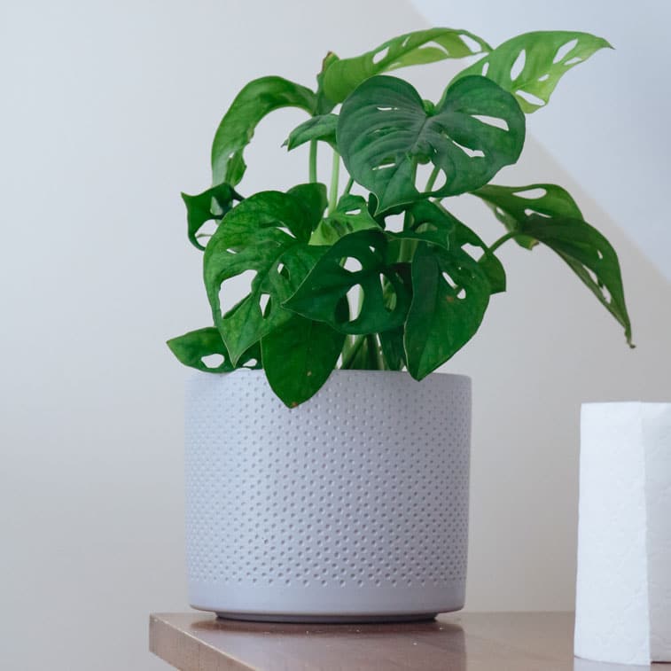 monkey mask plant monstera obliqua 3 monkey mask plant monstera obliqua