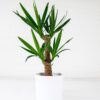 Yucca Yucca