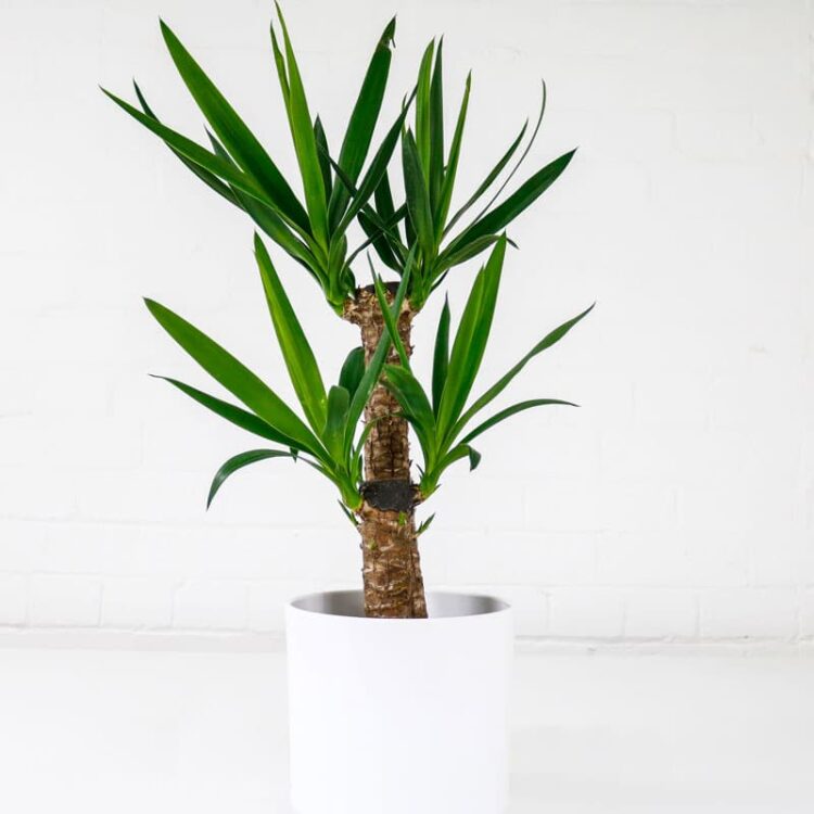 Yucca
