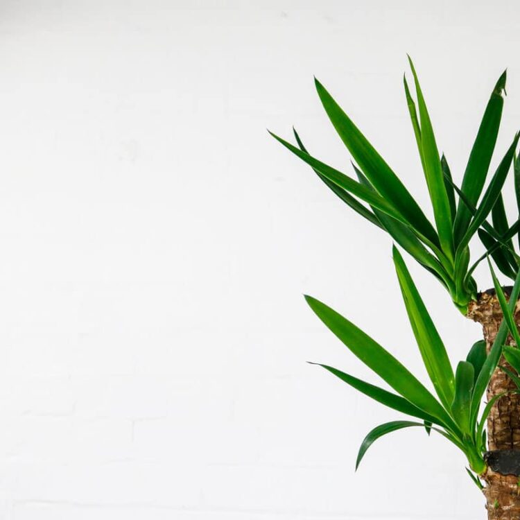 Yucca Elephantipes