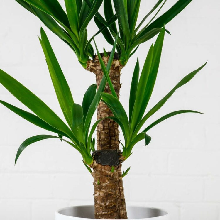 Yucca