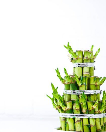 lucky bamboo