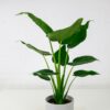 Alocasia Cucullata Alocasia Cucullata