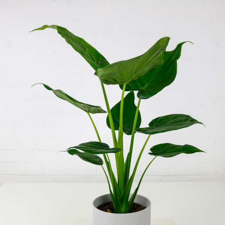 Alocasia Cucullata