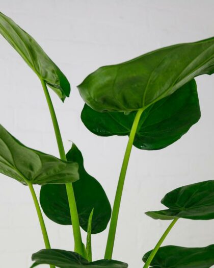 Alocasia Cucullata