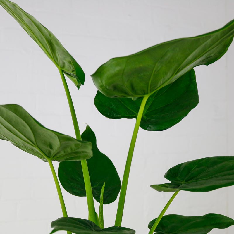 Alocasia Cucullata Alocasia Cucullata